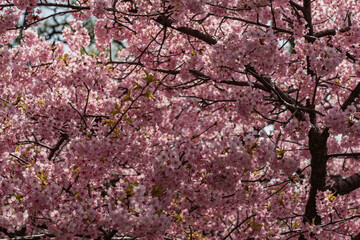 Obraz premium pink cherry blossom