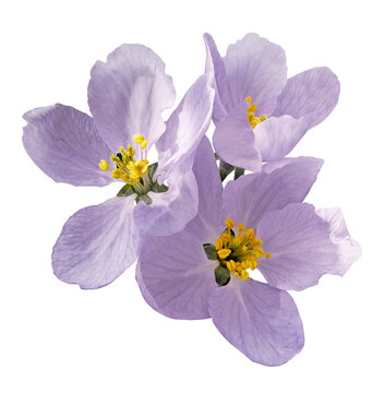 light purple  flowers of apple tree.isolated on white background with clipping path without shadows. Close-up. For design. Nature.