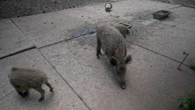 Wild boar with youngsters at the feeding place in a wildlife Park