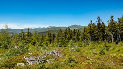Fototapeta na wymiar Forested hilly landscape with withered tree branches in the foreground, Krkonose mountains, Czech Republic, Poland. Snezka mountain in the background