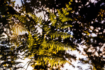 wild herbs and ferns in the forest close up