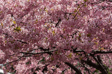 Fototapeta premium pink cherry blossom