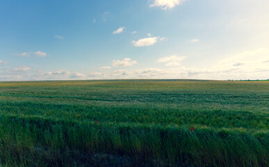 Obraz premium Field with young stalks of crops. Red poppies grow on the edge of the field. Among the ears there are cornflowers. The field grows to the horizon. Latvia