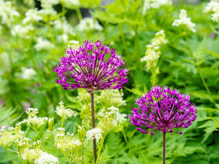 Purple onion flowers, Allium hollandicum ´Purple sensation´blooming in a garden, closeup with selective focus and copy space
