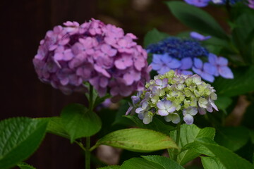 hydrangea