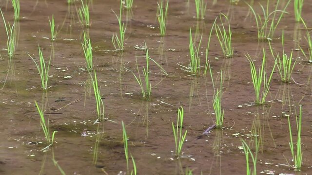 手植えで植えられた田んぼ