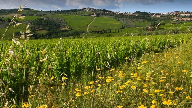 yellow flowers and green rows of grapevines move in the wind in the countryside around Panzano in Chianti. Chianti Classico wine production area. Tuscany, Italy.