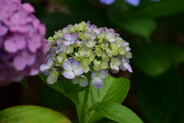 hydrangea