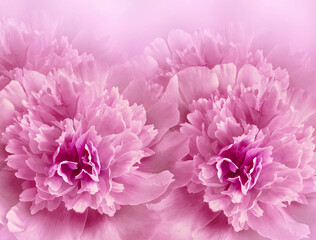 Floral  light  pink  background. A bouquet of   purple  peonies  flowers.  Close-up.  Flower composition. Nature.