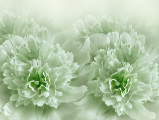 Floral  light  green  background. A bouquet of   purple  peonies  flowers.  Close-up.  Flower composition. Nature.