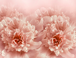 Floral  light  red  background. A bouquet of   purple  peonies  flowers.  Close-up.  Flower composition. Nature.