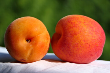 Horizontal closeup two sunlit fresh apricots on a white napkin before a green background