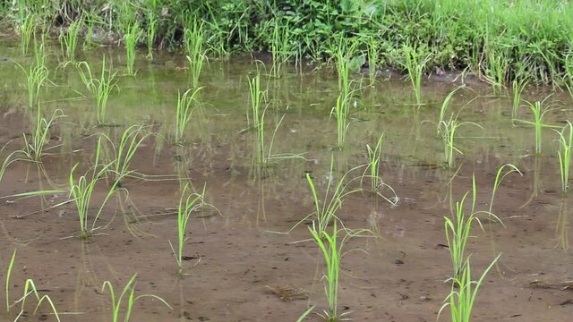 手植えで植えられた田んぼの苗