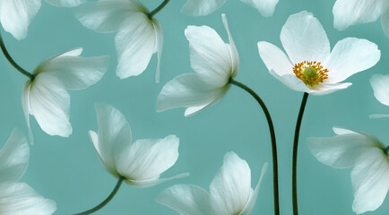 White beautiful primrose. Flowers on a green stem. Studio shot. Nature.