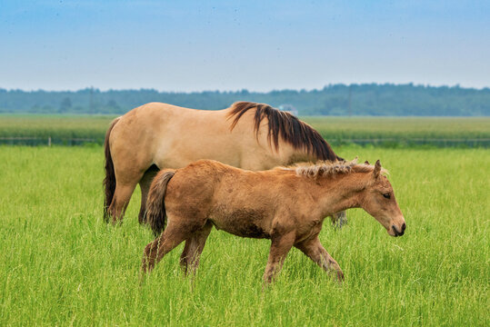 A pair of horses are grazing on the field in cloudy weather. Close-up photo.