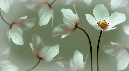 White beautiful primrose. Flowers on a green stem. Studio shot. Nature.