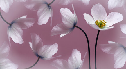 White beautiful primrose. Flowers on a green stem. Studio shot. Nature.