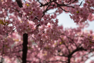 Obraz premium pink cherry blossom