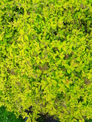 Obraz premium lawn and garden