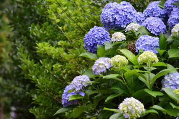 hydrangea