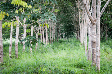 rubber tree thailand udonthani