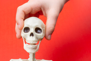 Hands holding model of human skull