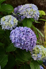 hydrangea