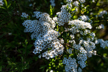Obraz premium Gartenblumen im April