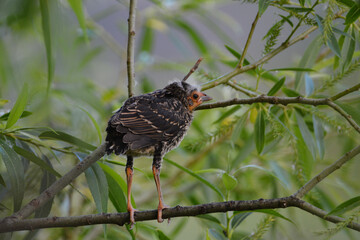 Baby fledgling Red wing black bird stands perched in tree waiting to be fed