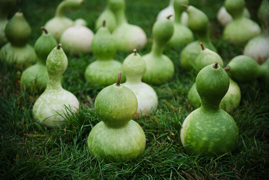 Calabash gourds for sale at a farm in Autumn