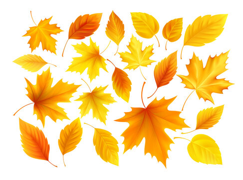 Set of realistic autumn yellow, red, orange leaves isolated on a white background. Vector illustration