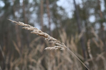 Kłos trawy © Mariusz