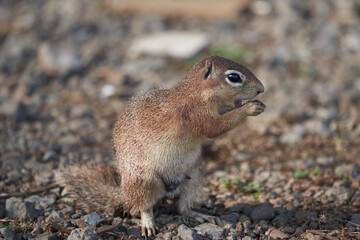 Naklejka na ściany i meble Unstriped ground squirrel Xerus rutilus Amboseli National Park - Africa Eating Sitting