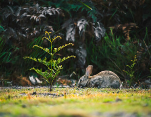 Rabbit next to a Plant