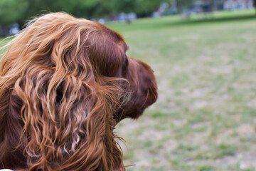 dogs 
