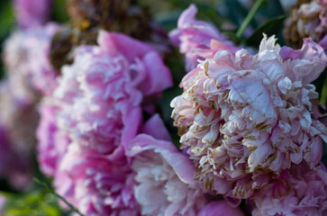 the peony flower has waned