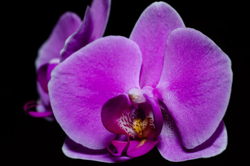 Orchid flowers on black background