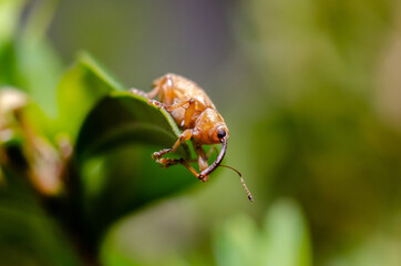Acorn Weevil. Curculio glandium is a species of carpophagus weevil, known as the acorn weevil. © Олександр Луценко