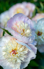 the most delicate gift - summer peonies flowers