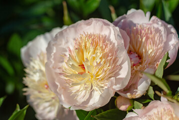 a bouquet of delicate pink peony flowers