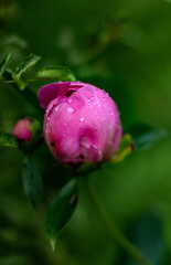 pink peony bud in the summer garden