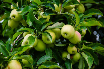 Close up of green apples growing at an apple orchard 