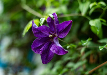 macro violet summer flower 
