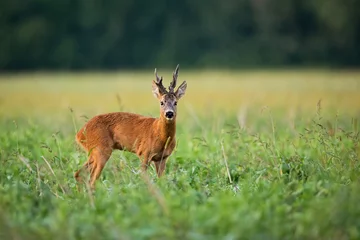 Fototapeten Roe deer, capreolus capreolus, buck with large antlers standing on a field and observing. Strong roebuck watching in summer countryside with copy space form profile. © WildMedia