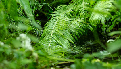 fern after rain among moist plants