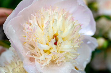 gentle flower in the summer garden after the rain