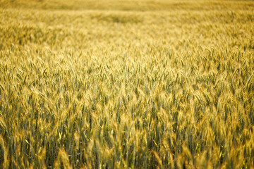 beautiful golden rye field at sunset in summer