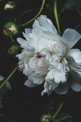 a white, dramatic peony after the rain