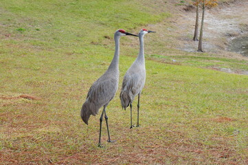 Fototapeta premium sandhill crane couple are looking for a food in grass