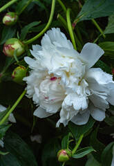 white  peony after a summer rain